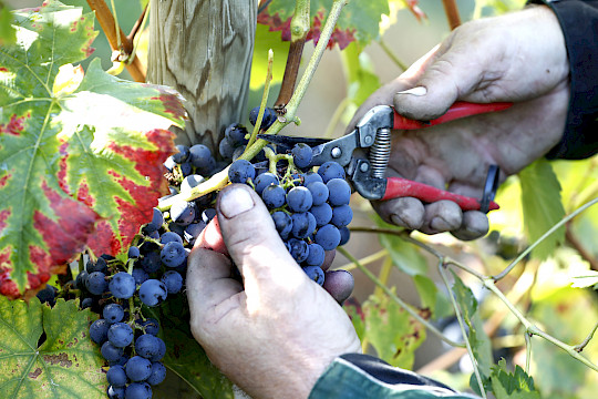 reife Weintrauben werden mit Schere von Strauch geschnitten